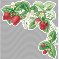 Strawberry Shortcake-SC 89